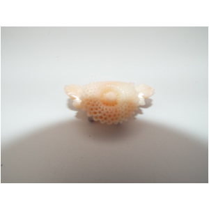珊瑚　帯留め